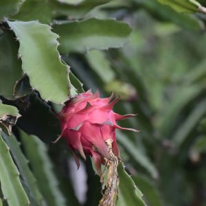 Home "Picture of single dragon fruit plant"